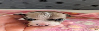 Elliot
