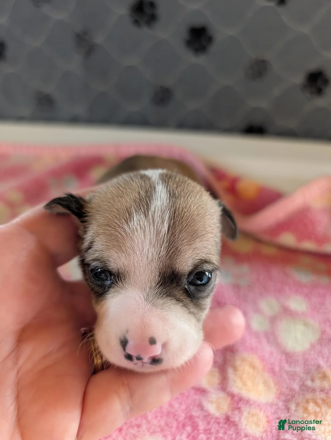 Chihuahua dogs for sale: Elliot - Ad 1