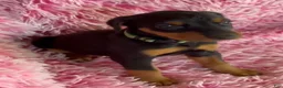 Doberman Pinscher dogs for sale: Doberman Pinscher 6 - Ad 2
