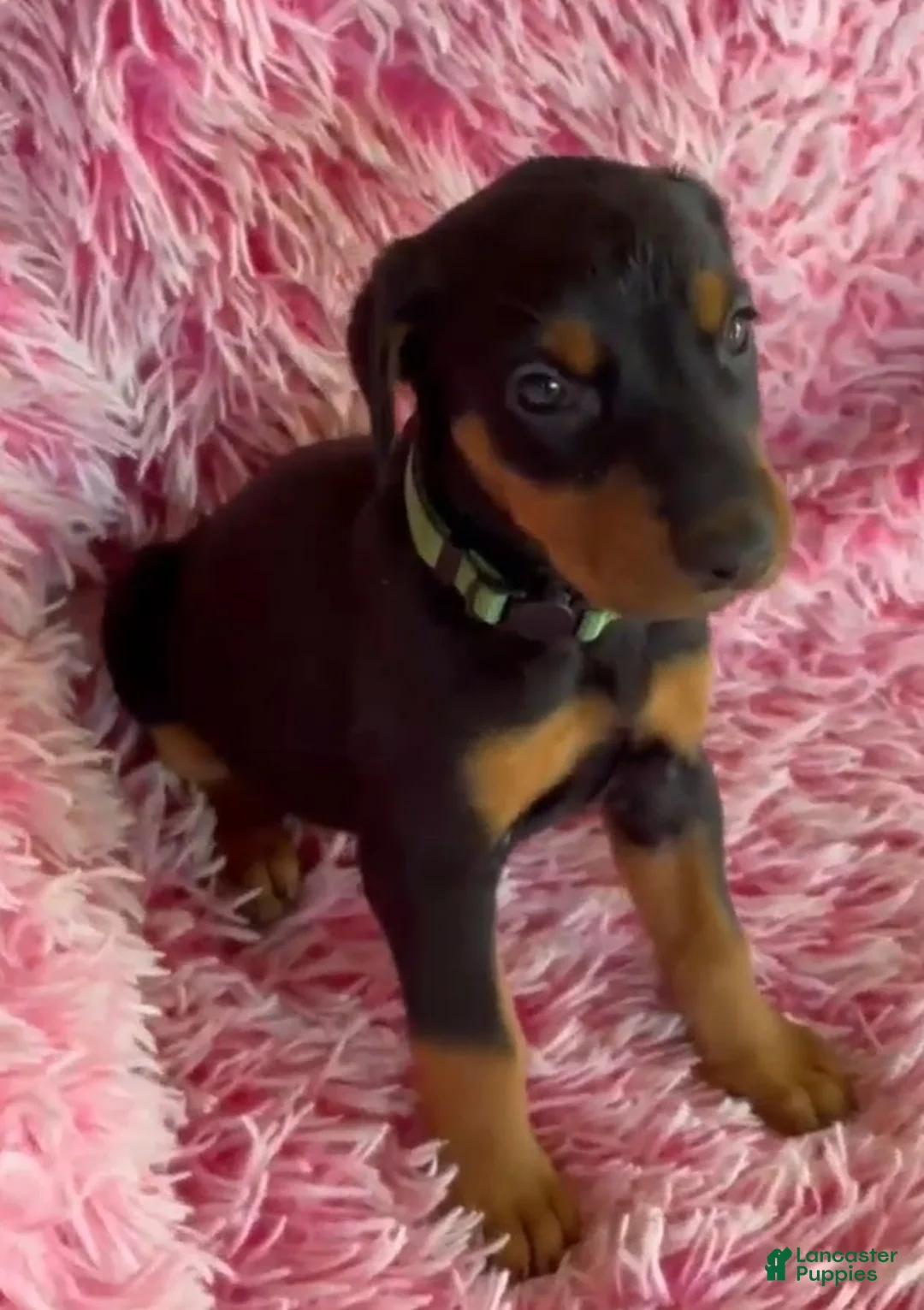 Doberman Pinscher dogs for sale: Doberman Pinscher 6 - Ad 2