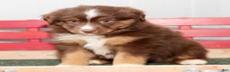 Miniature Australian Shepherd dogs for sale: Domino - Ad 6