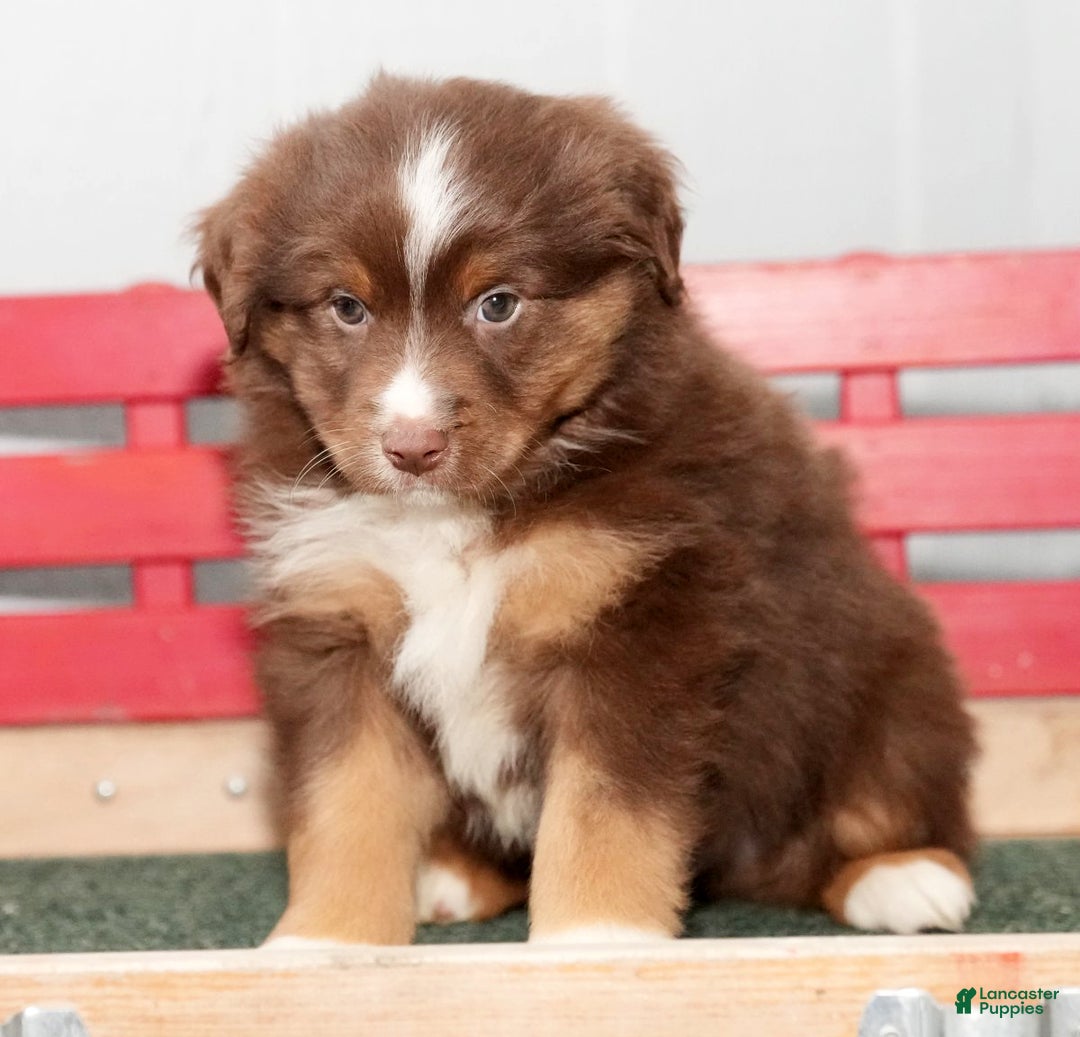 Miniature Australian Shepherd dogs for sale: Domino - Ad 6