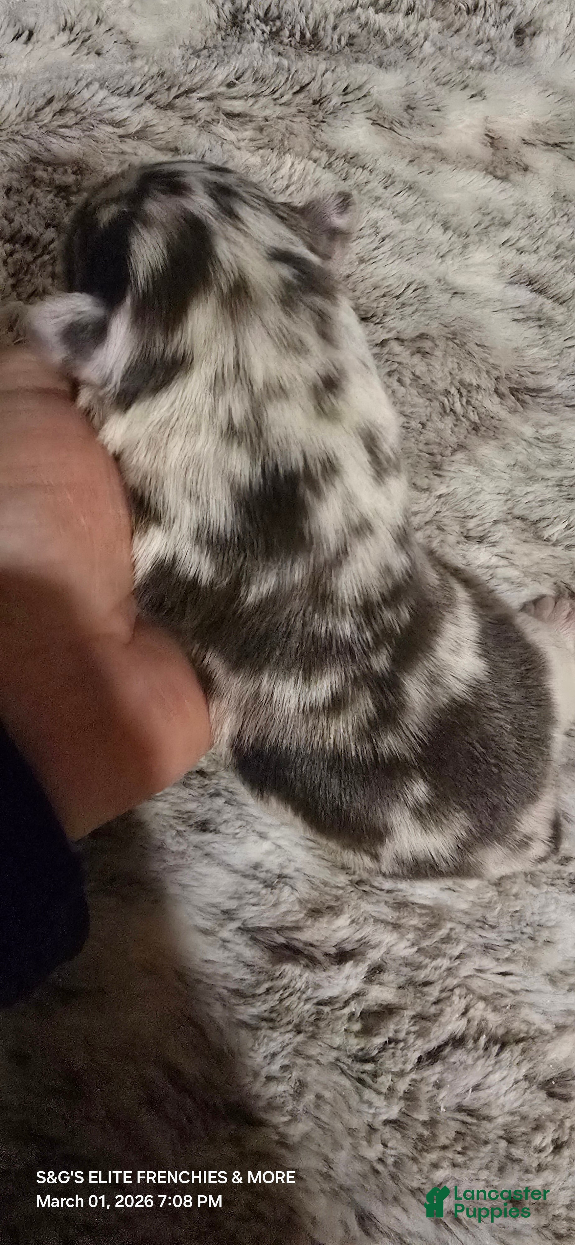 French Bulldog dogs French Bulldog Puppy 2 - Ad 2