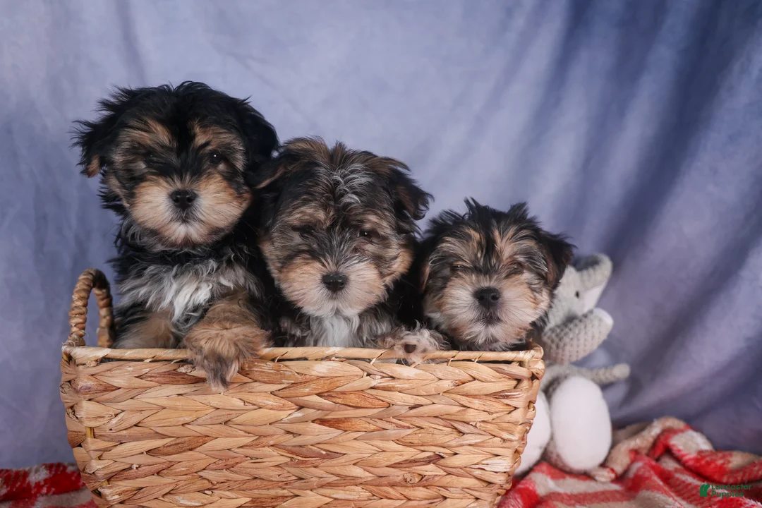 Morkie dogs for sale: Newton - Ad 31