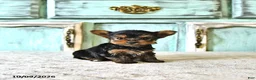 Yorkshire Terrier dogs for sale: Lucy  EXTRA SMALL - Ad 1