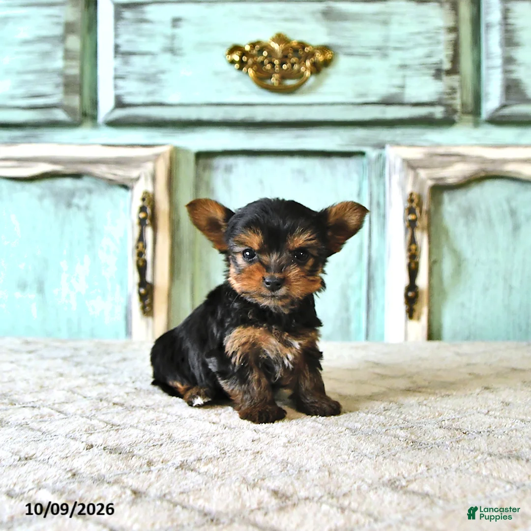 Yorkshire Terrier dogs for sale: Lucy  EXTRA SMALL - Ad 1