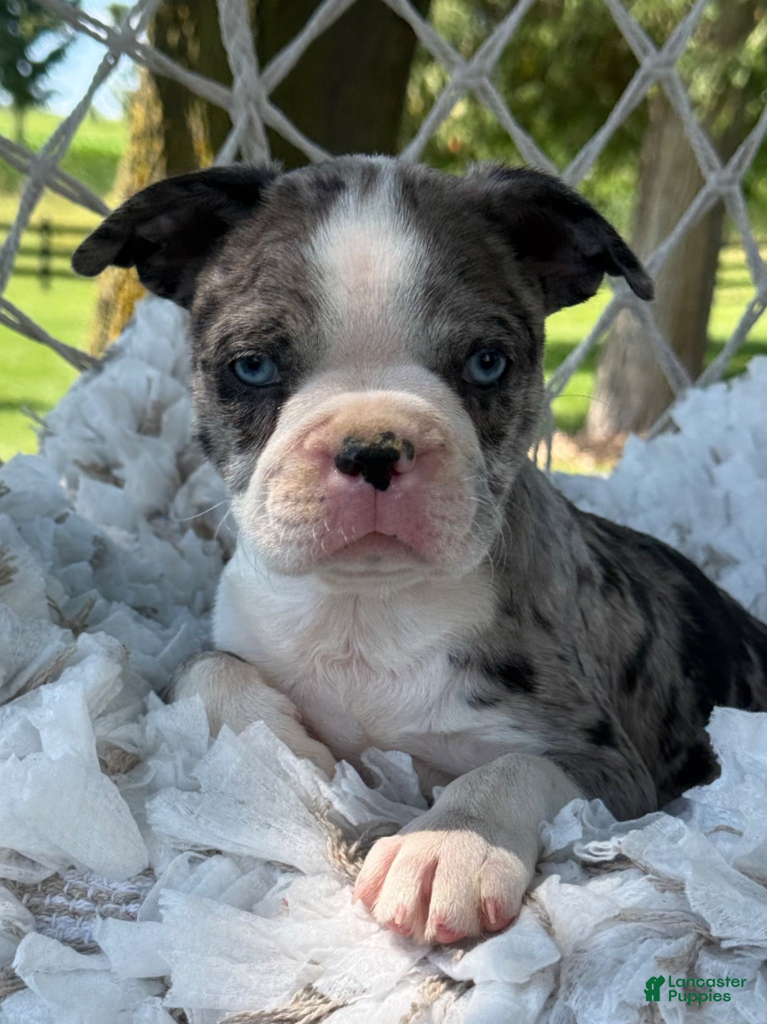 Boston Terrier dogs Mister - Ad 2