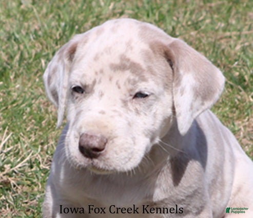 Great Dane dogs Hercules - Ad 1