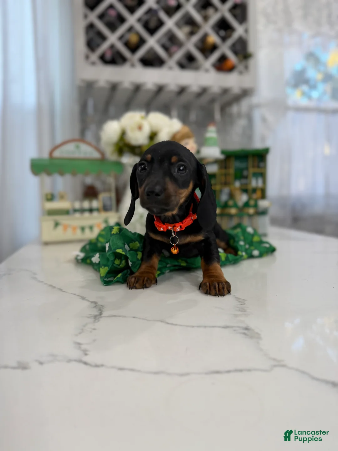 Miniature Dachshund dogs for sale: Petite Dexter - Ad 2