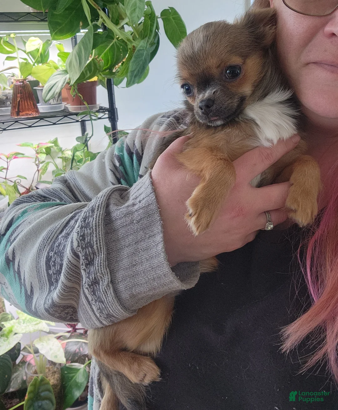 Chihuahua dogs for sale: Serenity  - Ad 2