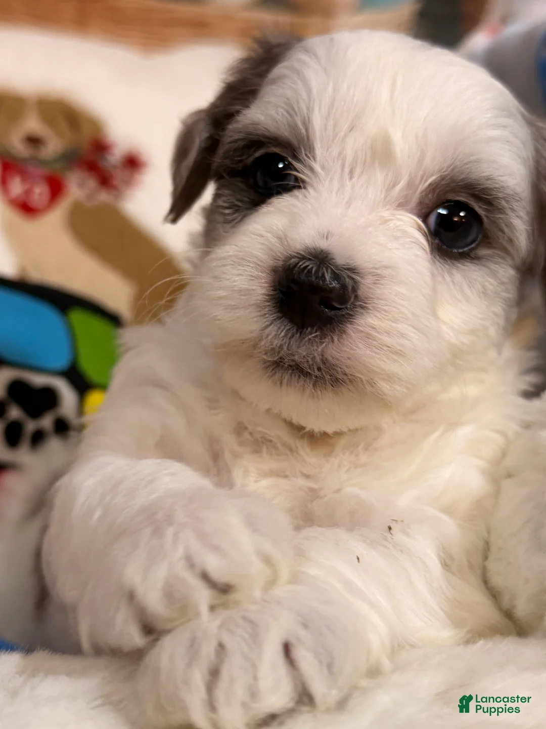 Mixed Breed dogs for sale: Latte - Ad 1