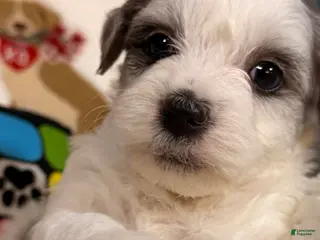 Mixed Breed dogs Latte - Ad 4