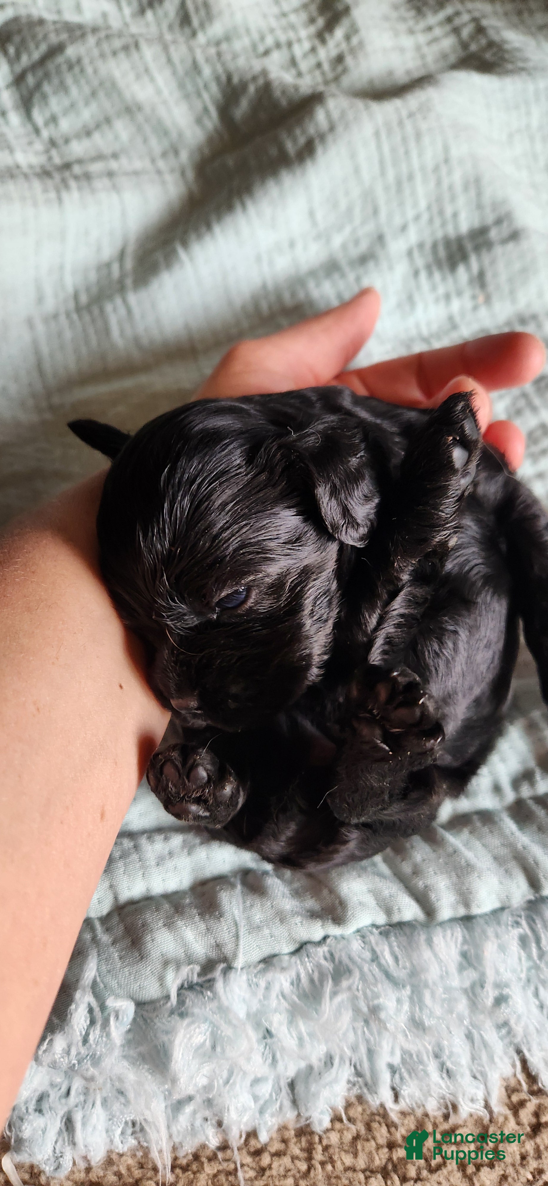 Cocker Spaniel dogs Cocker Spaniel 5 - Ad 2
