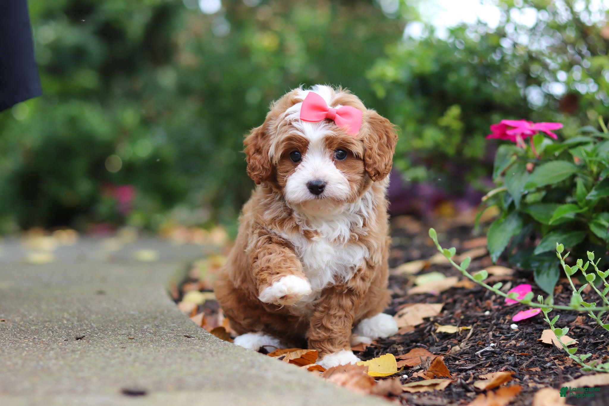 Cavapoo dogs Vivian - Ad 2