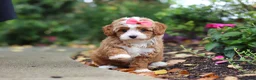 Cavapoo dogs for sale: Vivian - Ad 2