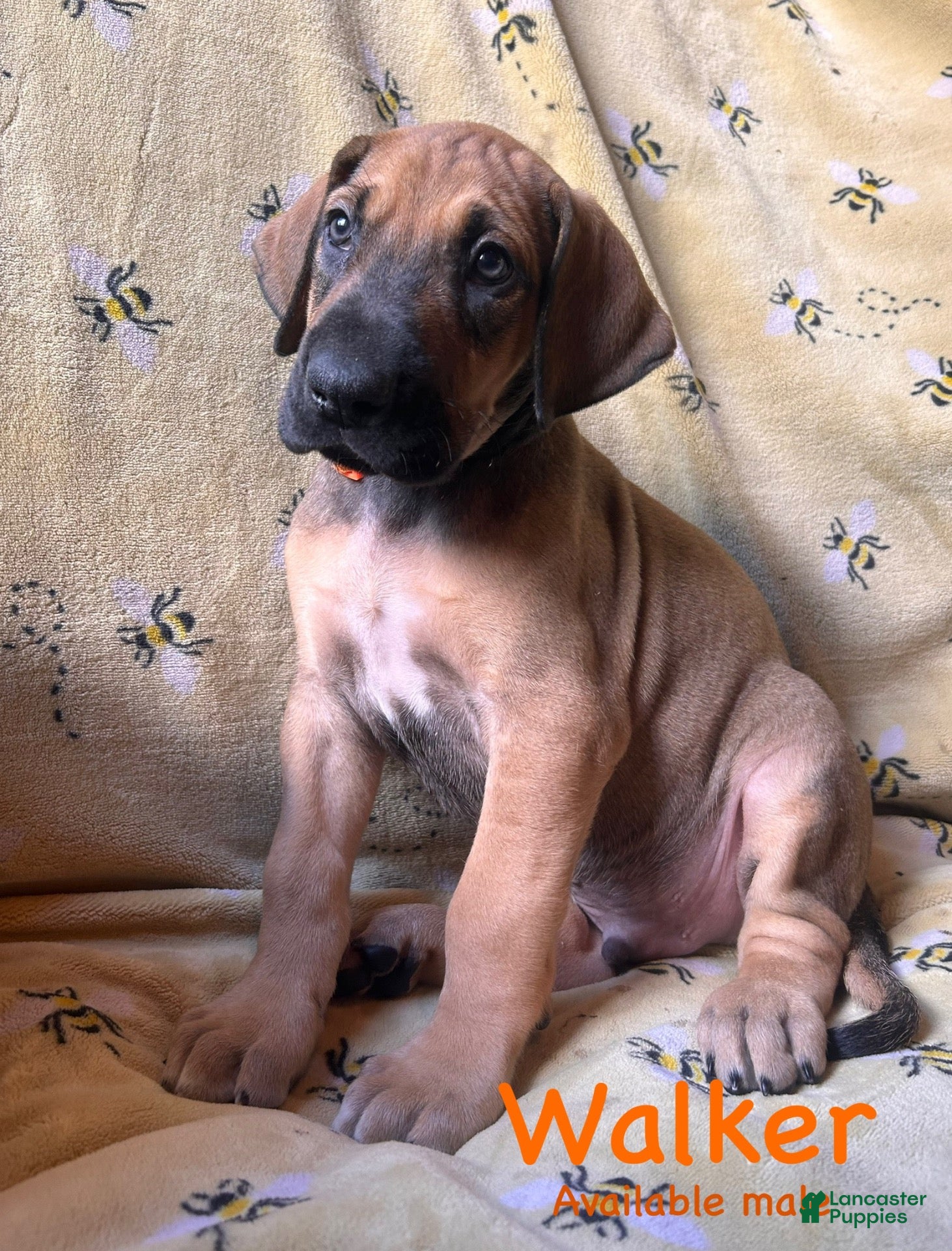 Great Dane dogs Walker - Ad 33