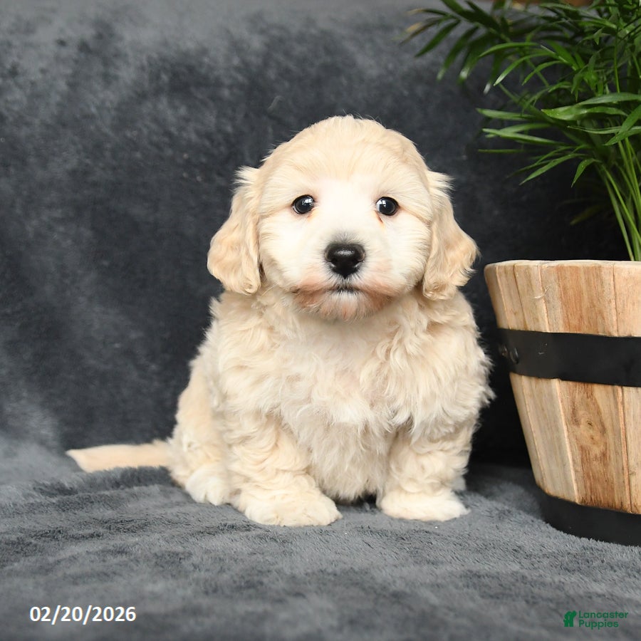 Maltipoo dogs Galen - Ad 1