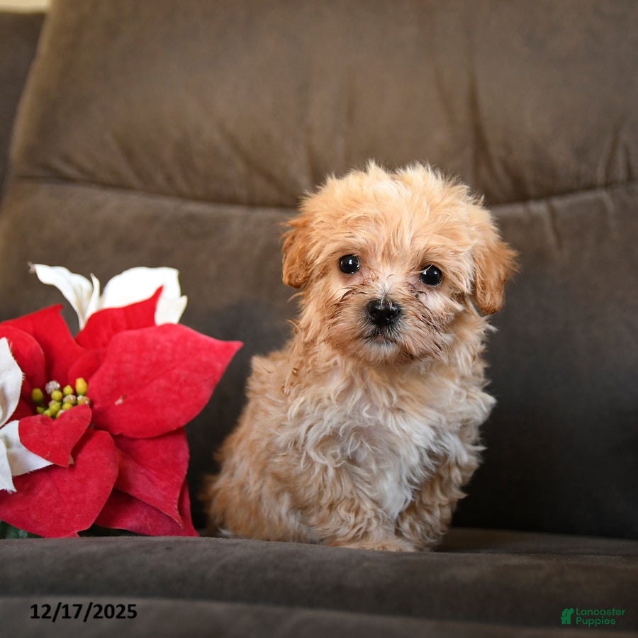 Teddy Bear dogs Hershey - Ad 23