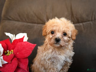 Teddy Bear dogs Hershey - Ad 9