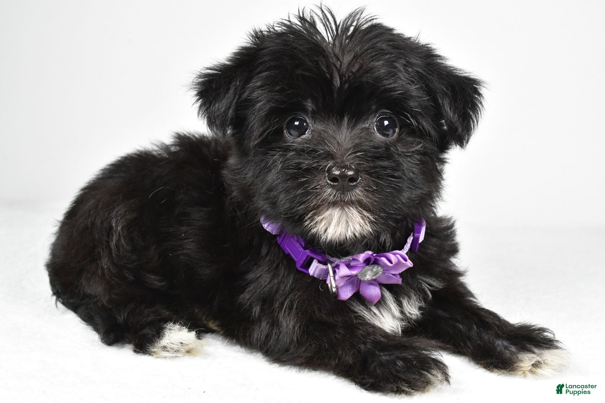 Morkie dogs Zoey - Ad 2