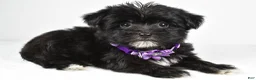 Morkie dogs for sale: Zoey - Ad 2