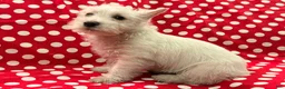West Highland Terrier dogs for sale: Abby - Ad 4