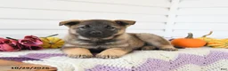 Mixed Breed dogs for sale: Amelia - Ad 3