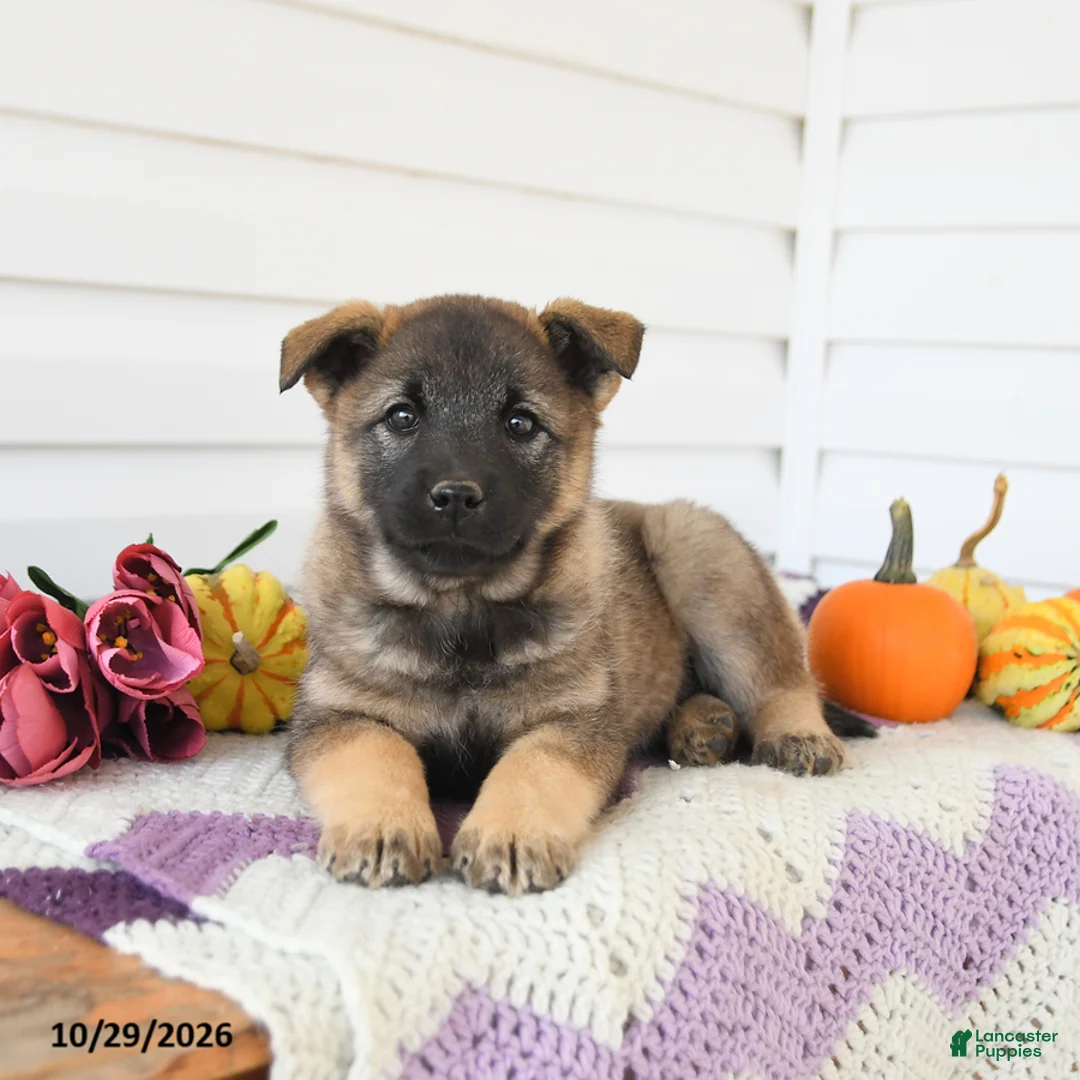 Mixed Breed dogs for sale: Amelia - Ad 3