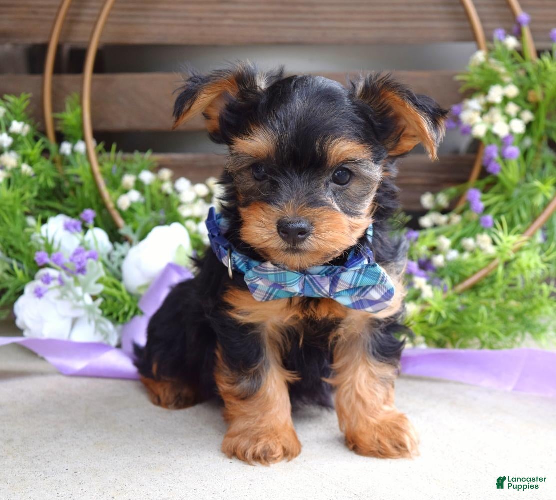 Yorkshire Terrier dogs Finn - Ad 1