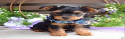 Yorkshire Terrier dogs for sale: Finn - Ad 1