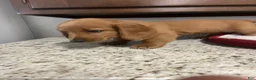 Miniature Dachshund dogs for sale: Winter - Ad 5