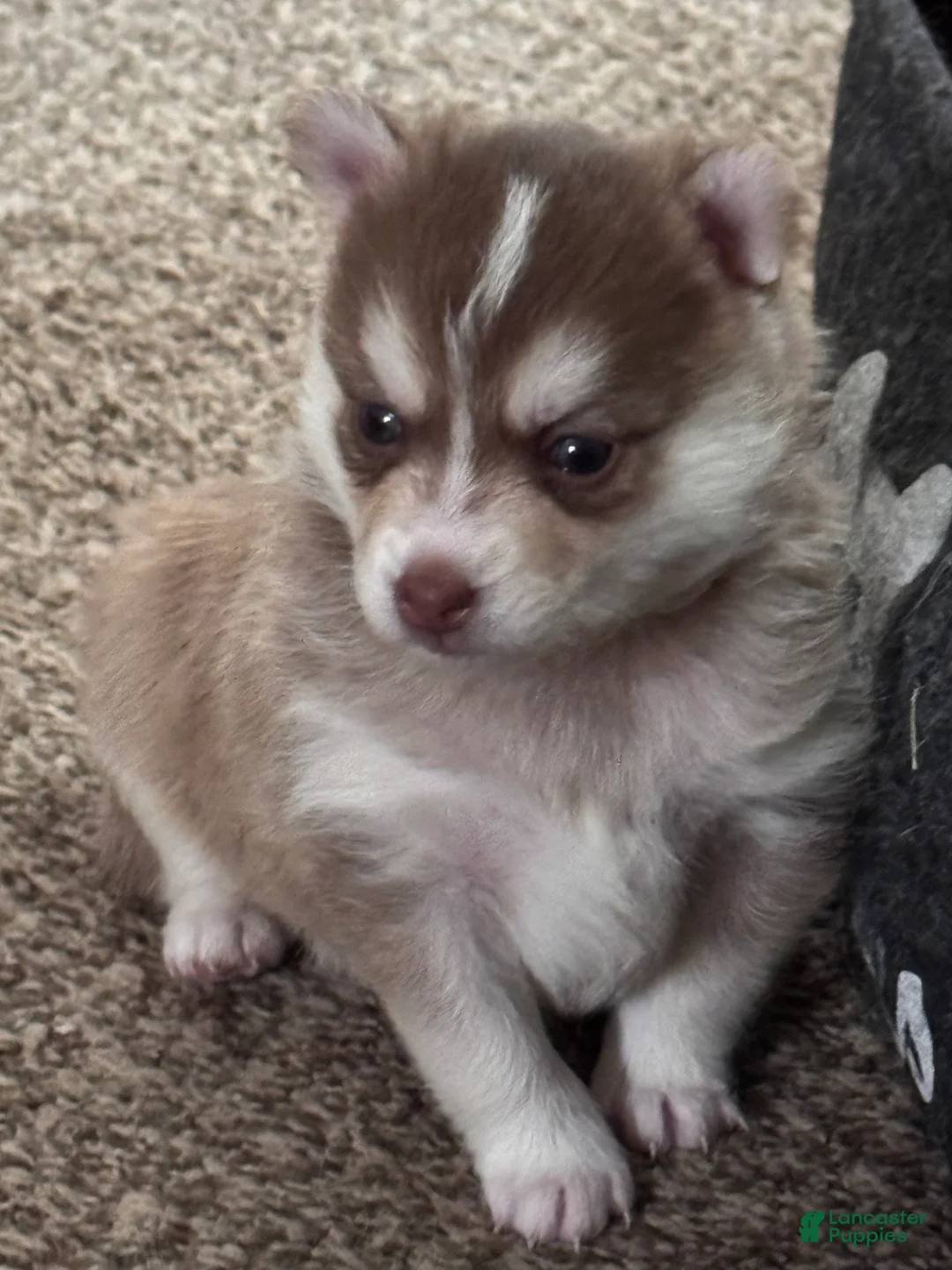 Pomsky dogs for sale: Pomsky Puppy 2 - Ad 4