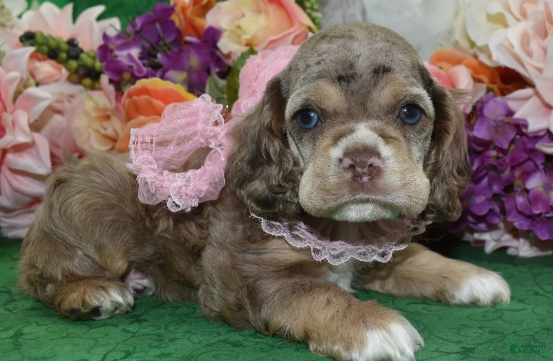 Cocker Spaniel dogs for sale: AKC Willow Chocolate Tan Merle American Cocker Spaniel Puppy - Ad 1