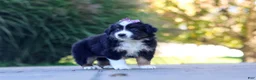 Miniature Australian Shepherd dogs for sale: Zuzu - Ad 4