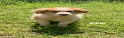 Collie dogs for sale: Martine - Ad 5