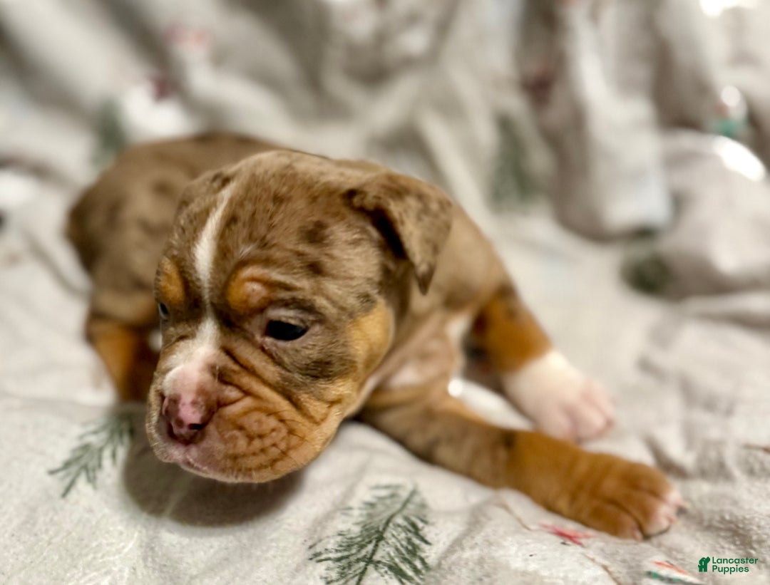 Olde English Bulldogge dogs for sale: Beth  - Ad 3