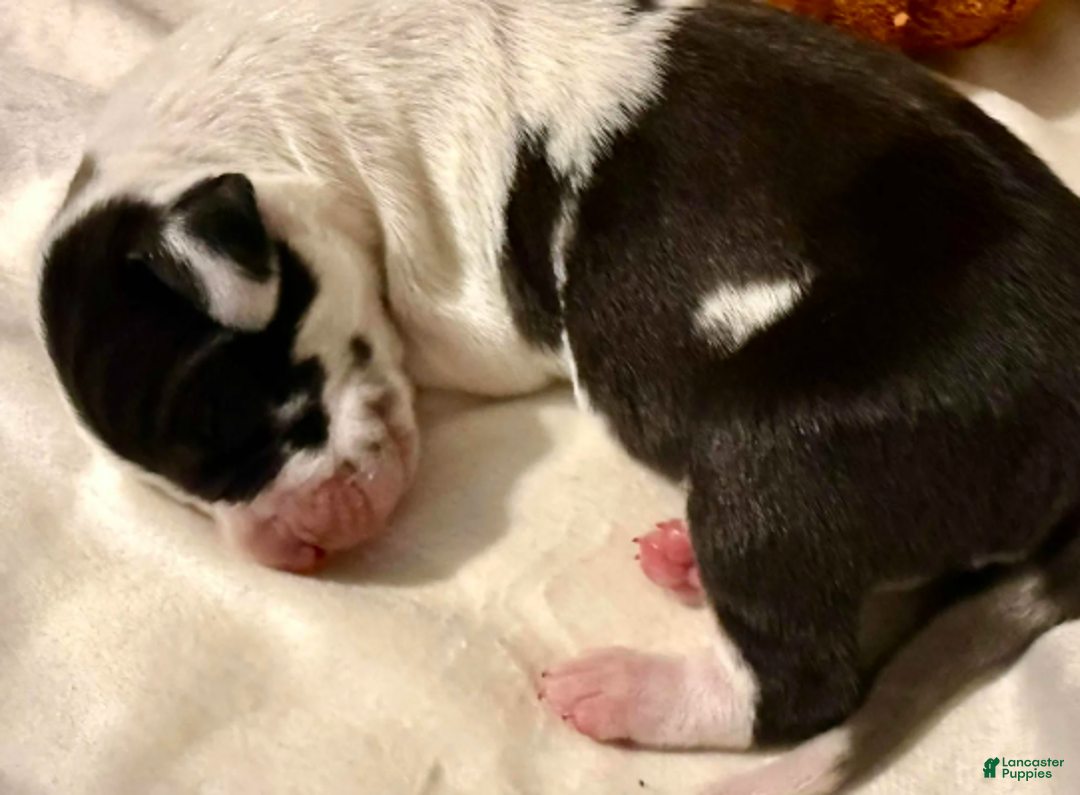 Great Dane dogs for sale: Rafike - Ad 3