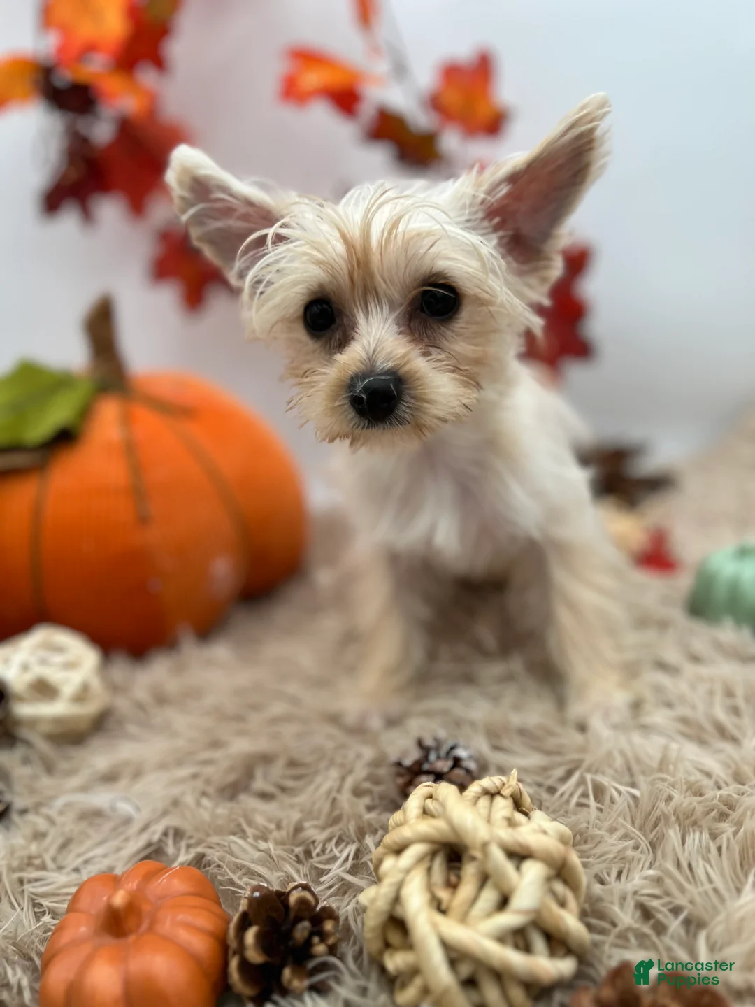Yorkshire Terrier dogs for sale: Ellie the rare Golddust Yorkie $2500 - Ad 1