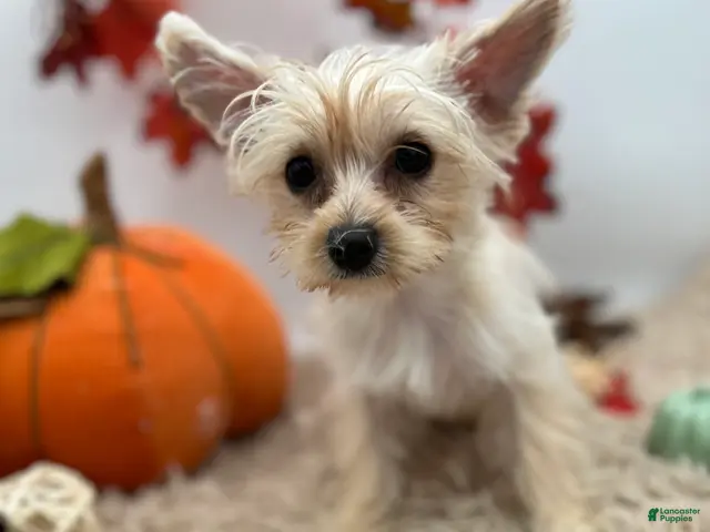 Yorkshire Terrier dogs Ellie the rare Golddust Yorkie $2500 - Ad 1