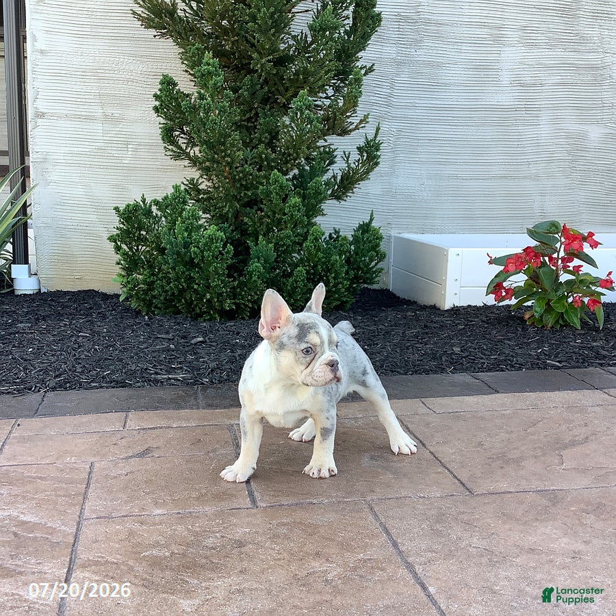 French Bulldog dogs Buttercup - Ad 2