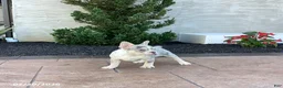 French Bulldog dogs for sale: Buttercup - Ad 2