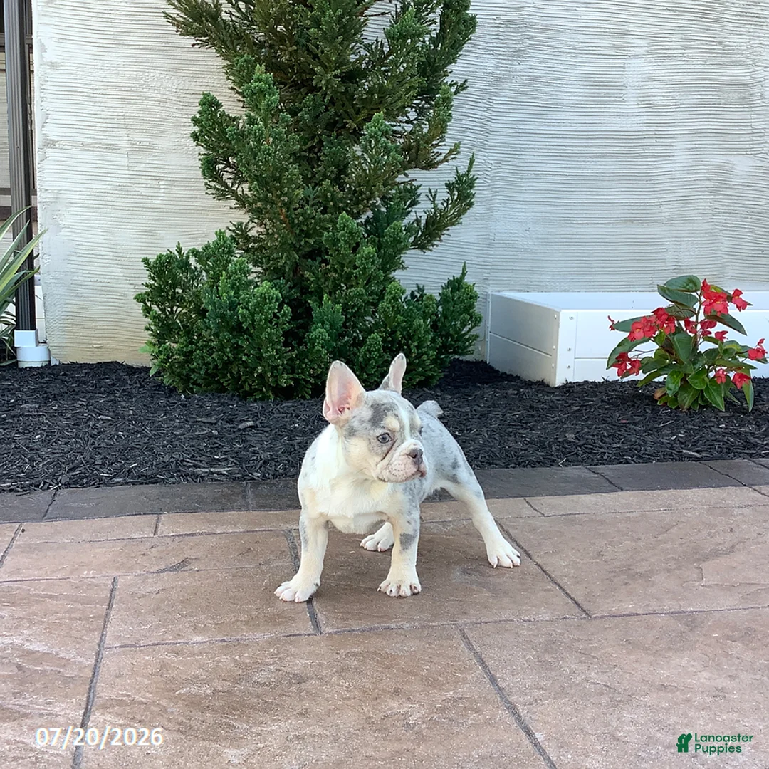 French Bulldog dogs for sale: Buttercup - Ad 2