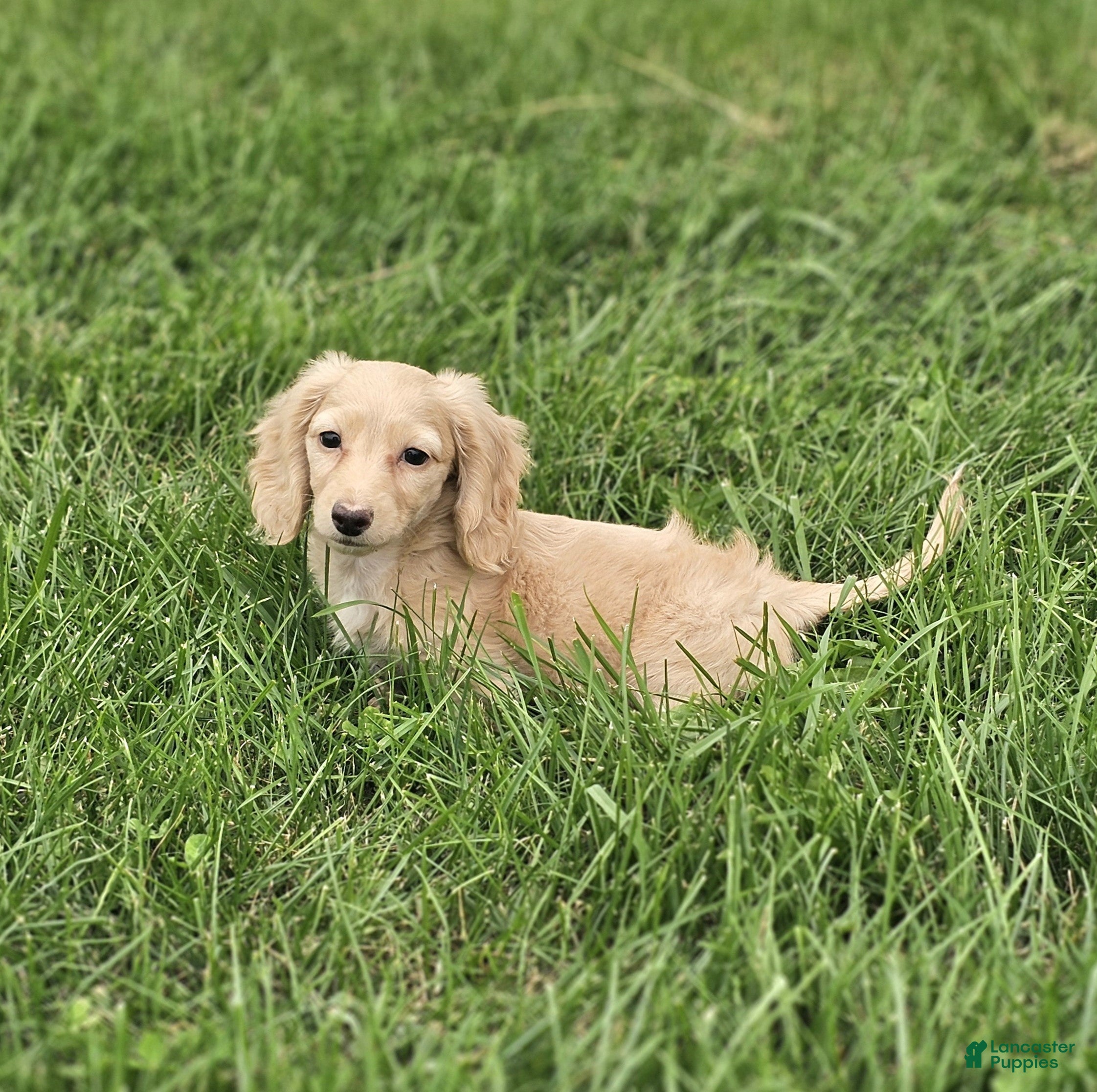 Zola (Dachshund, Female) in Plymouth, OH