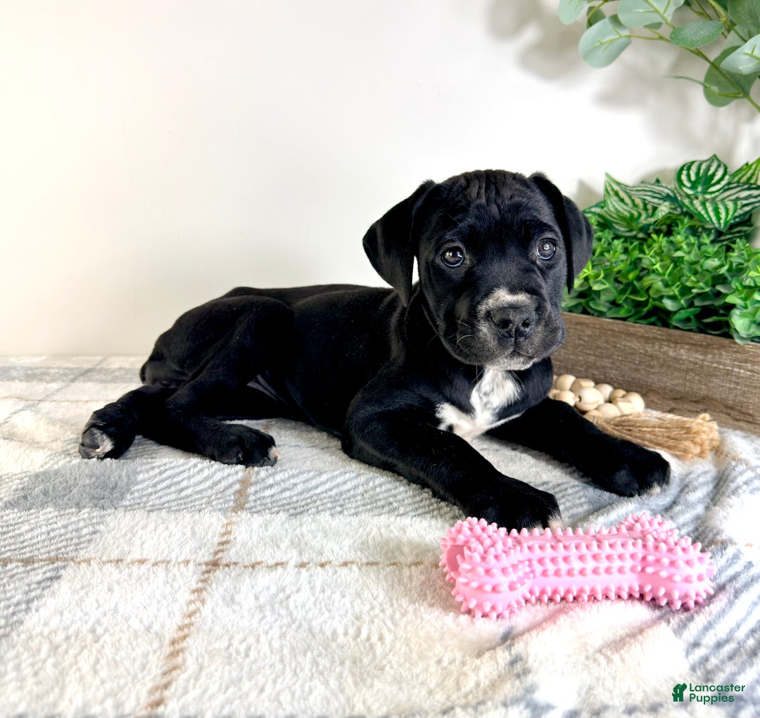 Cane Corso dogs for sale: Xena - Ad 3