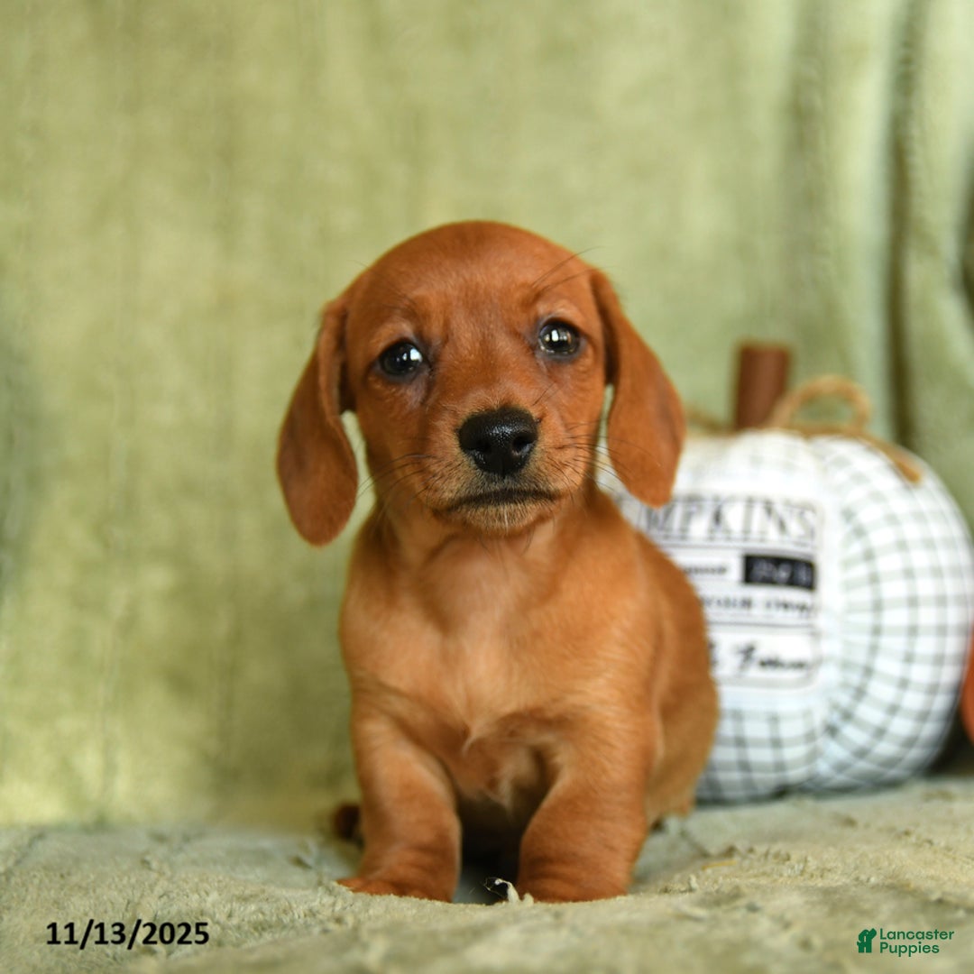Miniature Dachshund dogs for sale: Zia - Ad 4