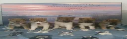 Shiba Inu dogs for sale: Suki - Ad 6