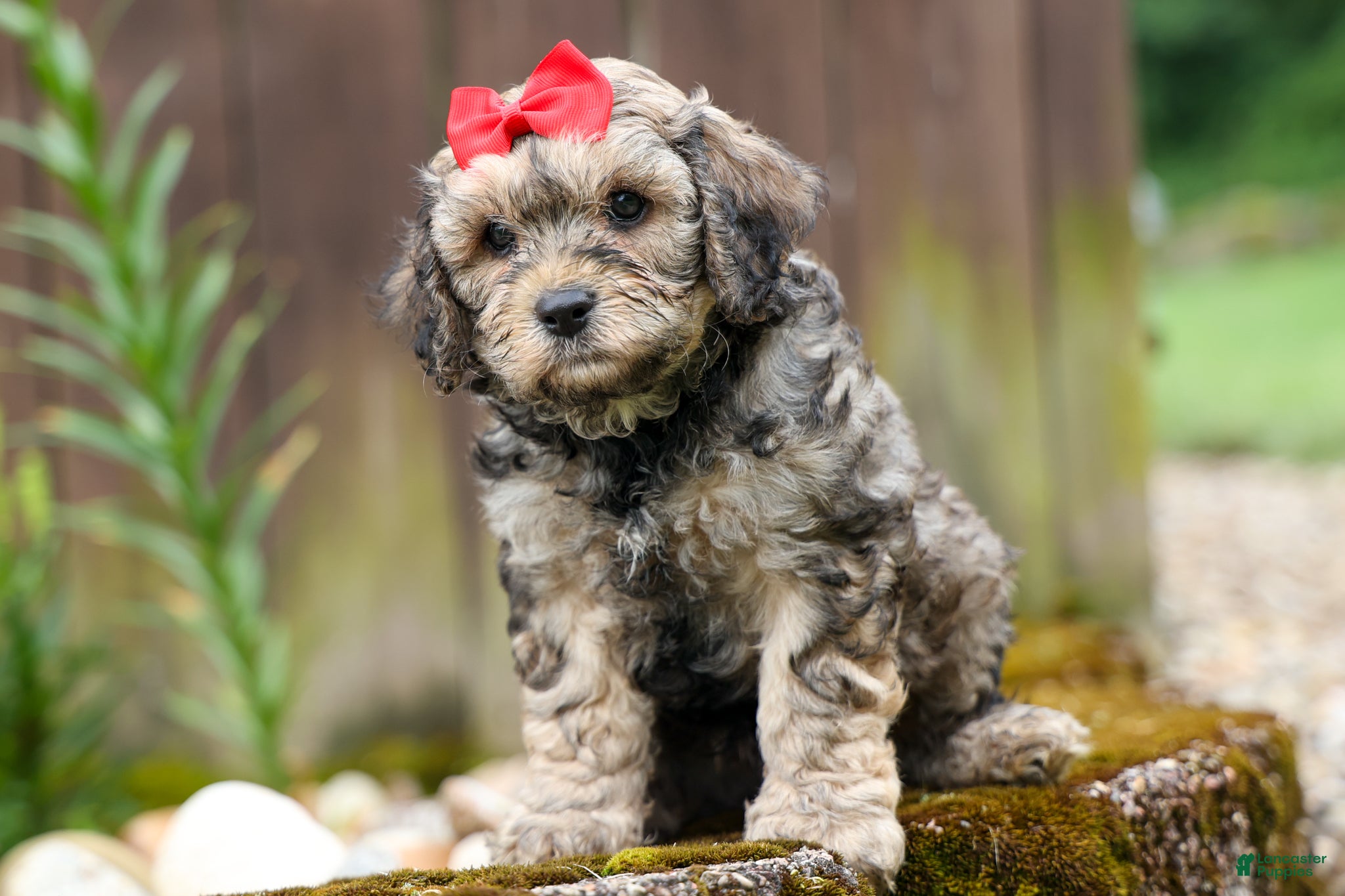 Cavapoo dogs Viking 🐶 - Ad 1