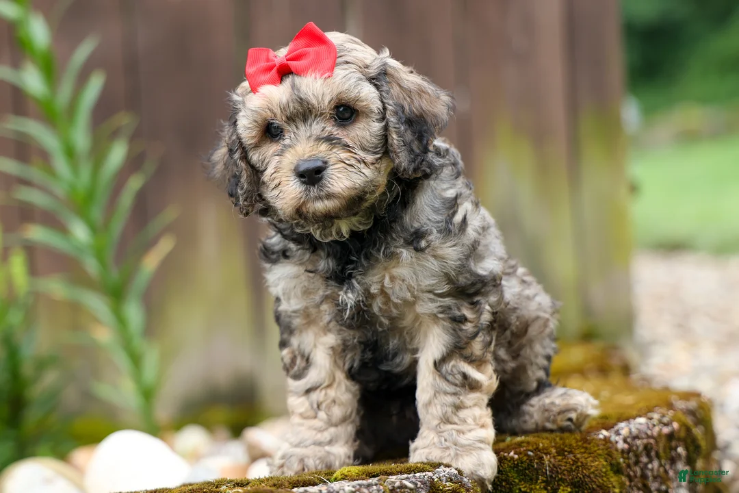 Cavapoo dogs for sale: Viking 🐶 - Ad 1
