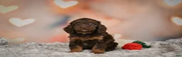 Cockapoo dogs for sale: Sadie - Ad 9