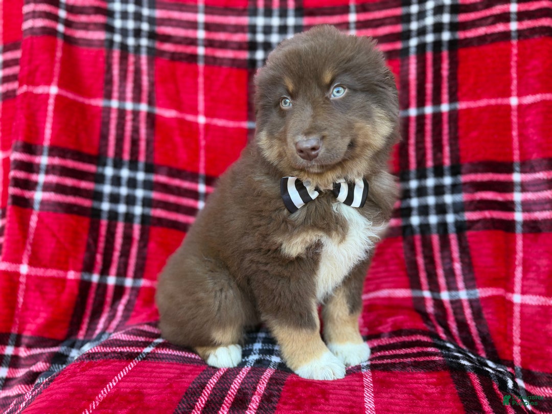 Miniature Australian Shepherd dogs for sale: Yoda - Ad 2